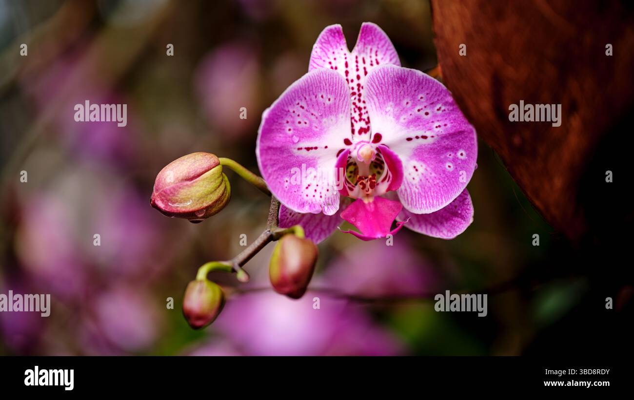 Orchidée fleurit dans le violet vif, mettant en valeur des pétales délicats aux motifs complexes dans un environnement de jardin luxuriant Banque D'Images