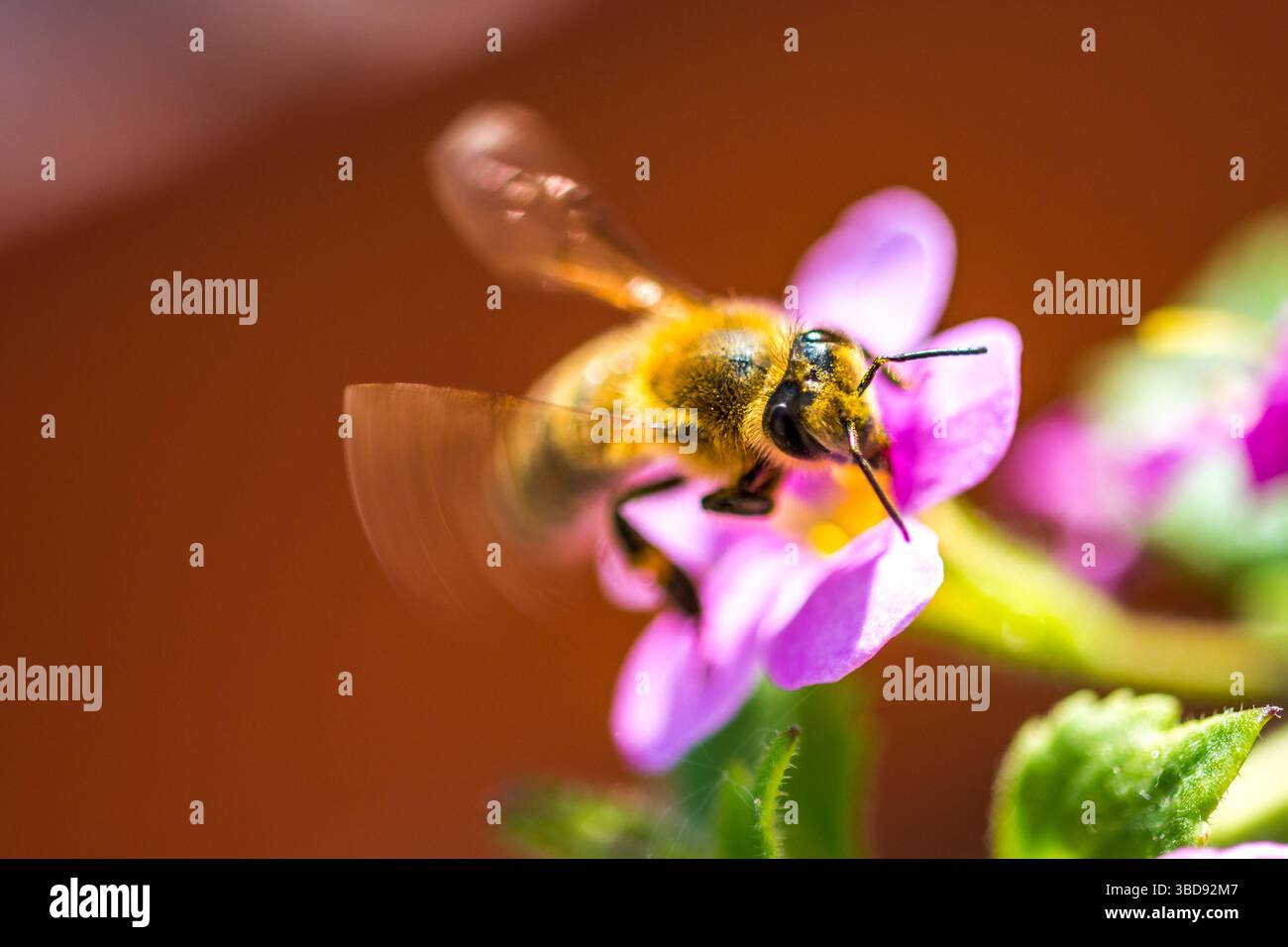 Abeille sur la fleur. Petit insecte utile travaille et fait du miel. Abeille de miel avec aile sur la fleur. Printemps à la campagne de prairie. Banque D'Images
