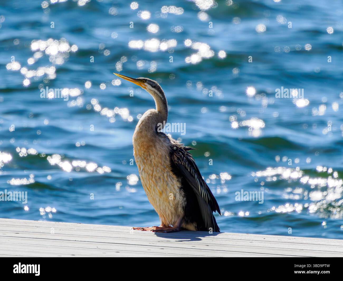 Cormorant pied australien, Dalkeith, Australie occidentale Banque D'Images