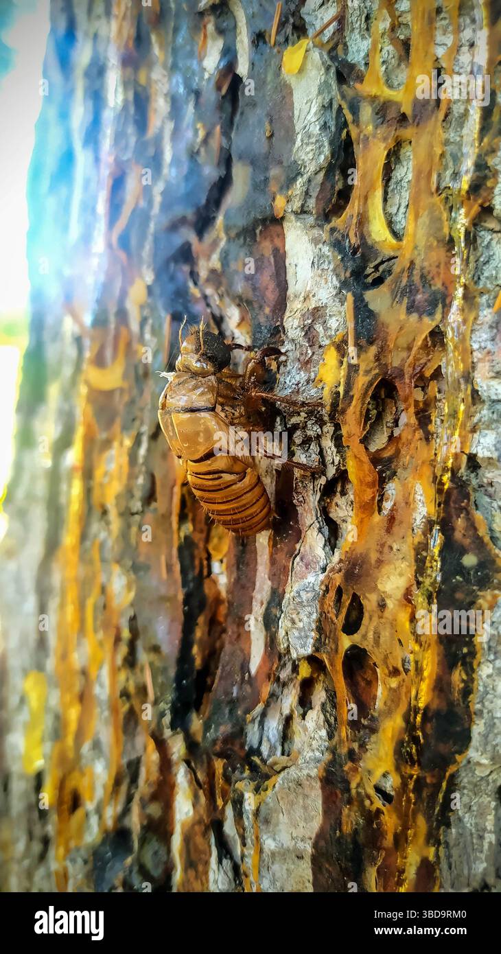 Plan macro d'un exosquelette de cigale attaché à l'écorce de pin avec de la résine dorée. Un symbole naturel de transformation, de mue d'insectes et de cycles de vie i Banque D'Images