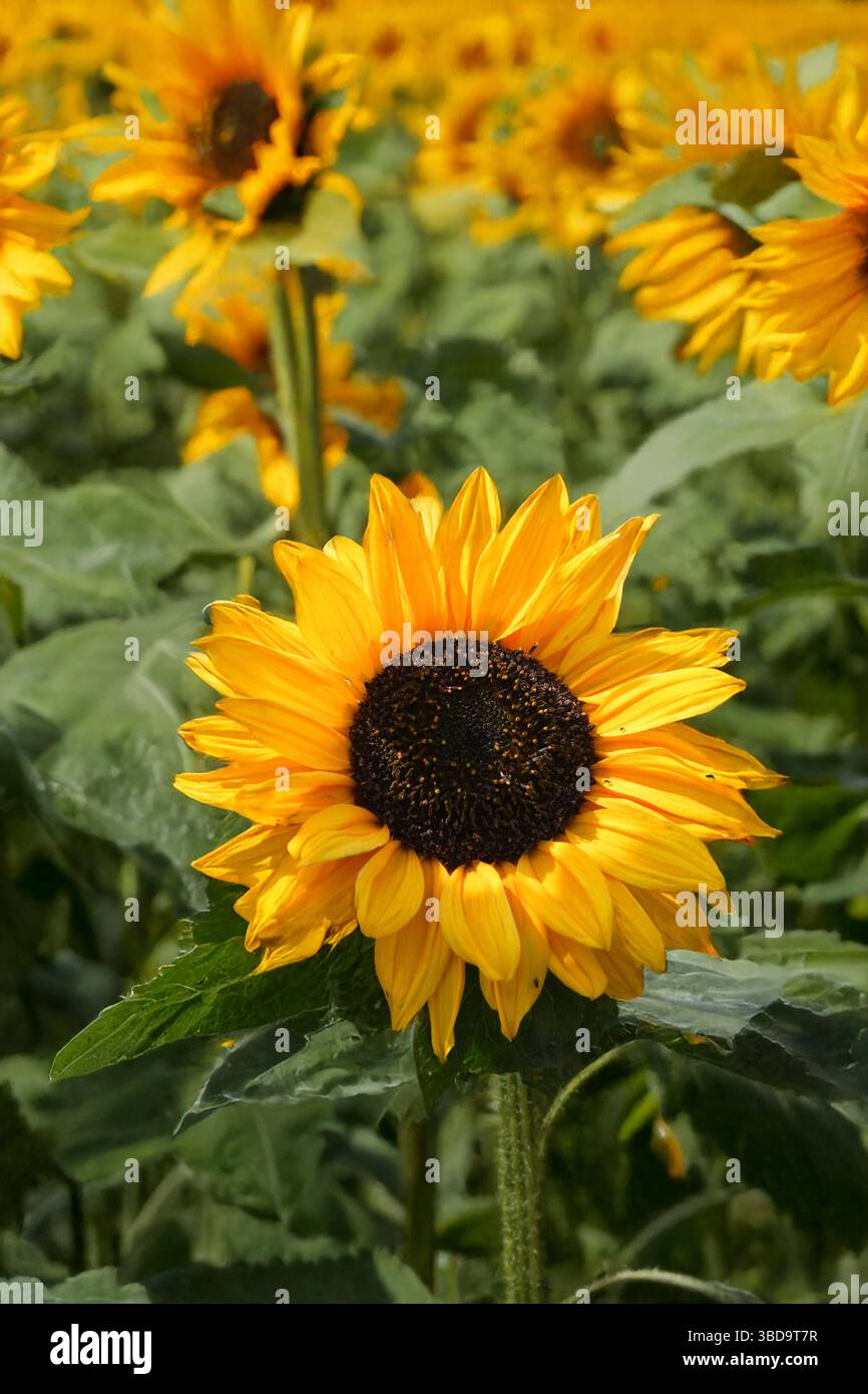 Champ de tournesols Banque D'Images