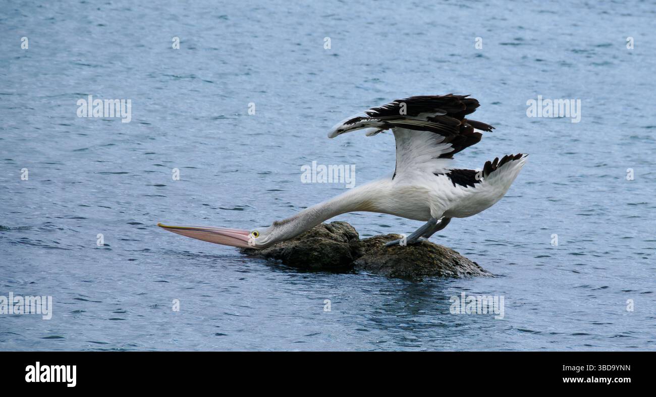 Pélican australien étirant son cou à Flinders Bay, Augusta, Australie occidentale Banque D'Images
