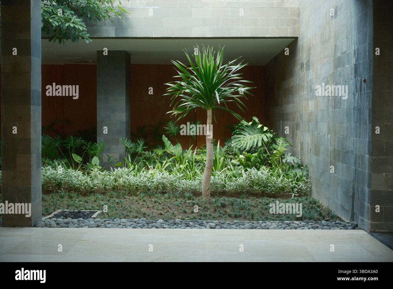 Oasis de jardin intérieur moderne avec un arbre Dracaena, un feuillage tropical et un mur en pierre naturelle Banque D'Images