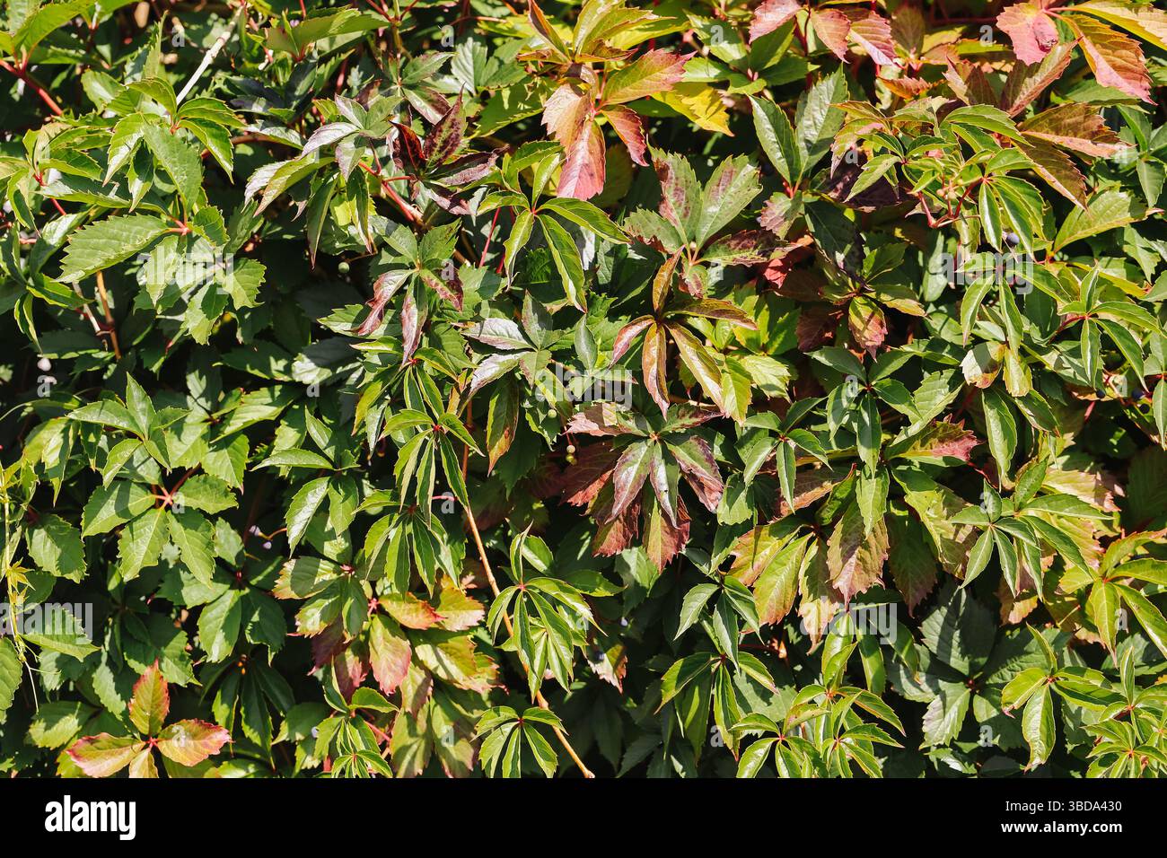 Feuilles de lierre vertes et rouges. Couleurs d'automne sur le mur. Gros plan du feuillage naturel. Texture de plante grimpante urbaine. Beauté saisonnière à la lumière du jour. Banque D'Images