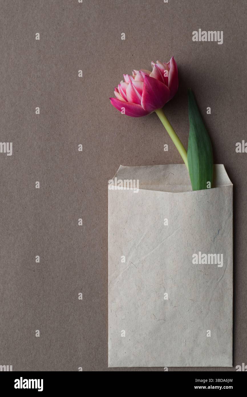 Tulipe rose unique à l'intérieur de la petite enveloppe en papier brun Banque D'Images