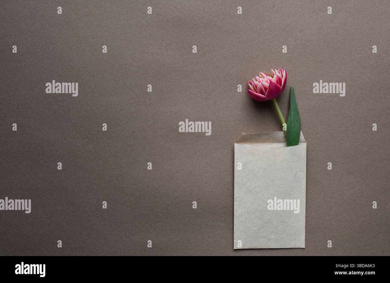 Tulipe rose simple Moody à l'intérieur de la petite enveloppe Banque D'Images