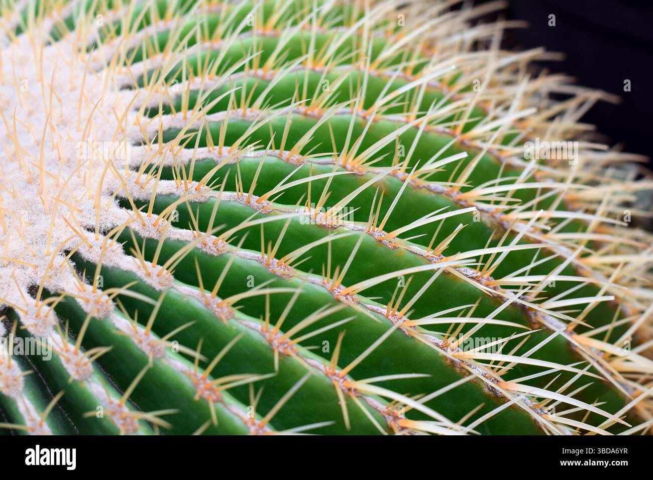 Gros plan macro d'un cactus épineux en baril épineux Banque D'Images
