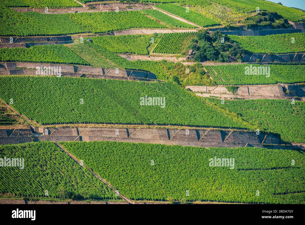 Des terrasses vibrantes de vignes vertes s'étendent sur des collines ondulantes sous un ciel bleu clair. La disposition soignée des vignobles met en évidence l'arti Banque D'Images