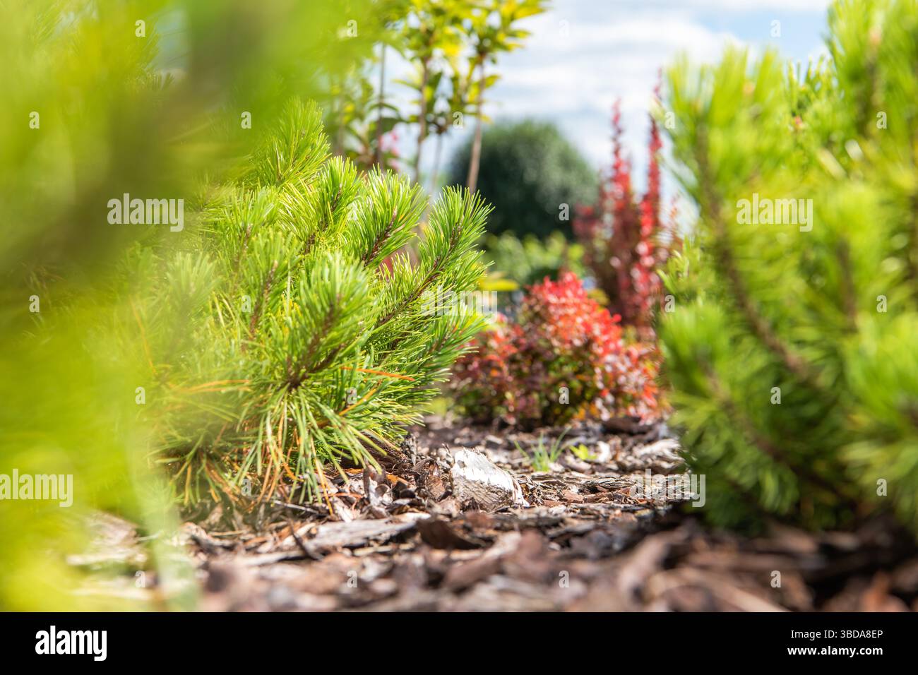 Des aiguilles de pin vertes luxuriantes et des arbustes colorés créent une atmosphère sereine de jardin par un après-midi lumineux. Le mélange de textures et de couleurs attire l'attention Banque D'Images