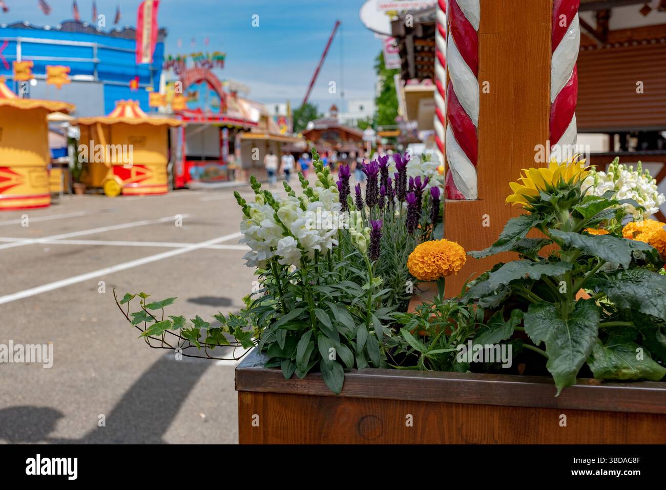 La photographie capture une scène vibrante dans un champ de foire. Au premier plan, une boîte de jardinière en bois déborde de fleurs colorées snapdragons blancs, pu Banque D'Images