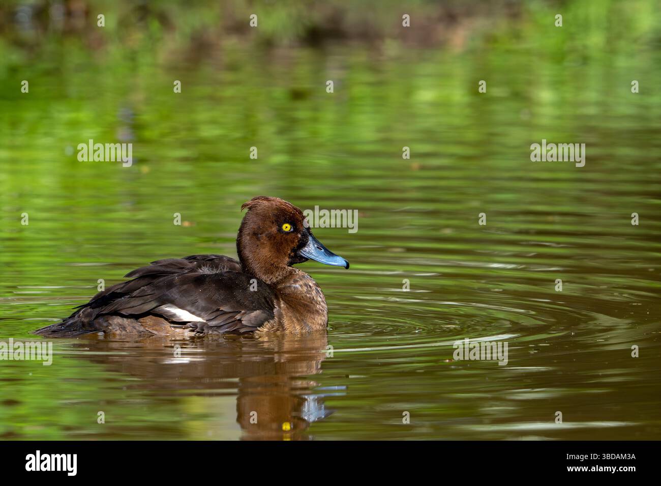 Canard touffeté / pochard touffeté (Aythya fuligula / Anas fuligula) femelle adulte nageant dans un étang au printemps Banque D'Images
