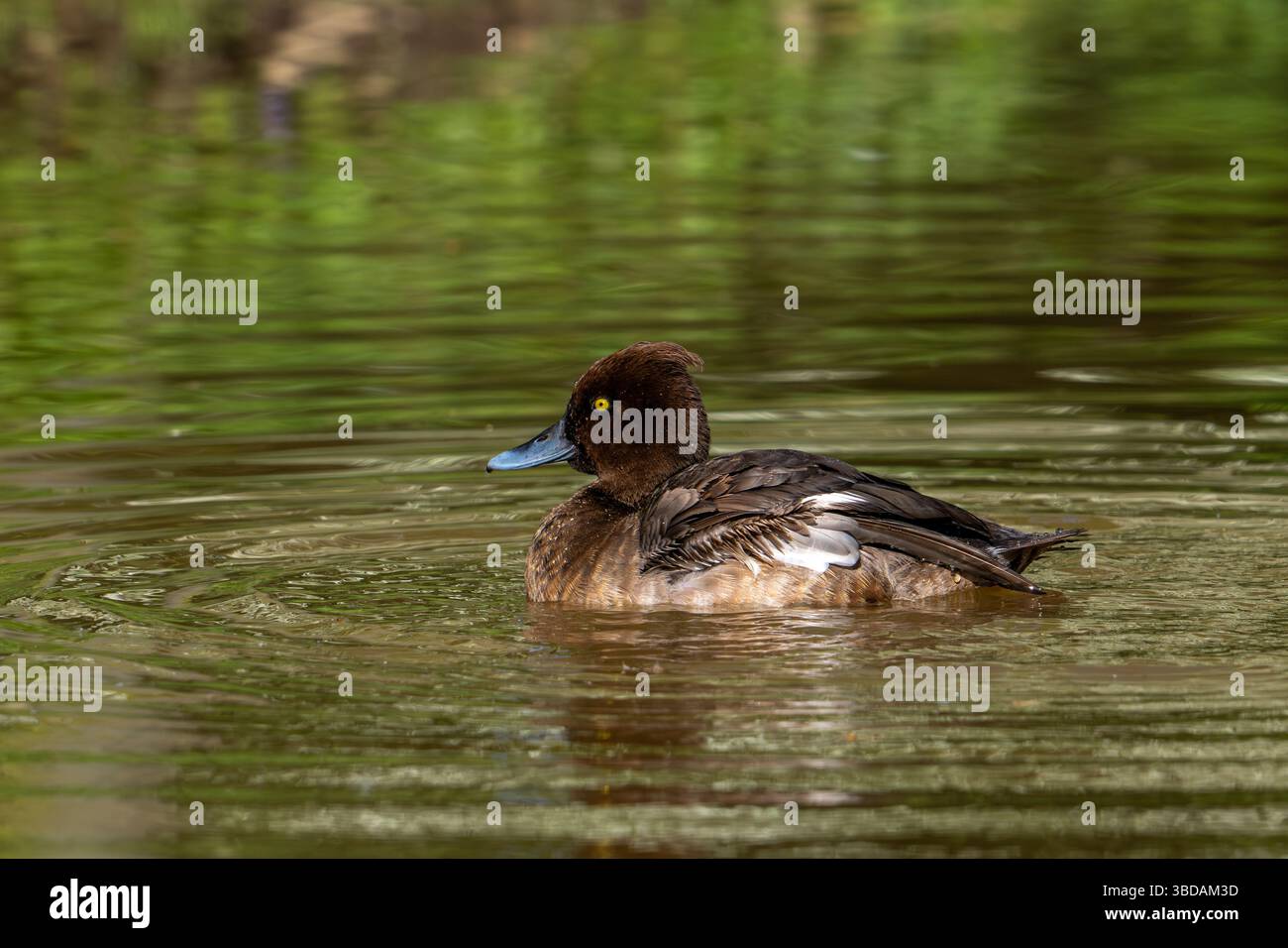 Canard touffeté / pochard touffeté (Aythya fuligula / Anas fuligula) femelle adulte nageant dans un étang au printemps Banque D'Images