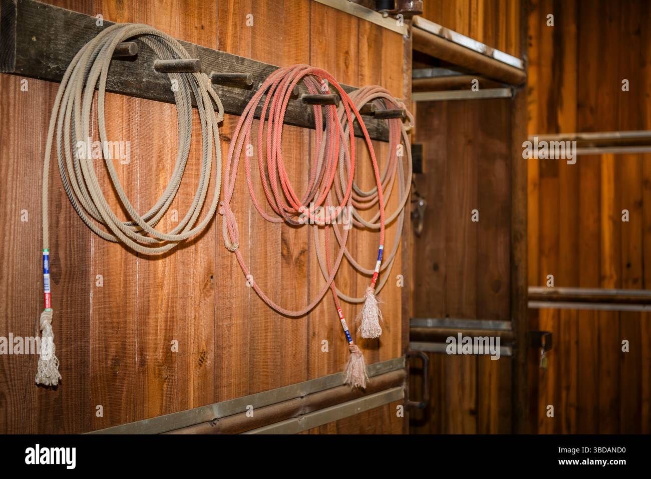 Lassos et lariats pour le cordage des bovins et des chevaux accrochés sur le mur de grange en bois pour l'équitation et l'équitation Banque D'Images