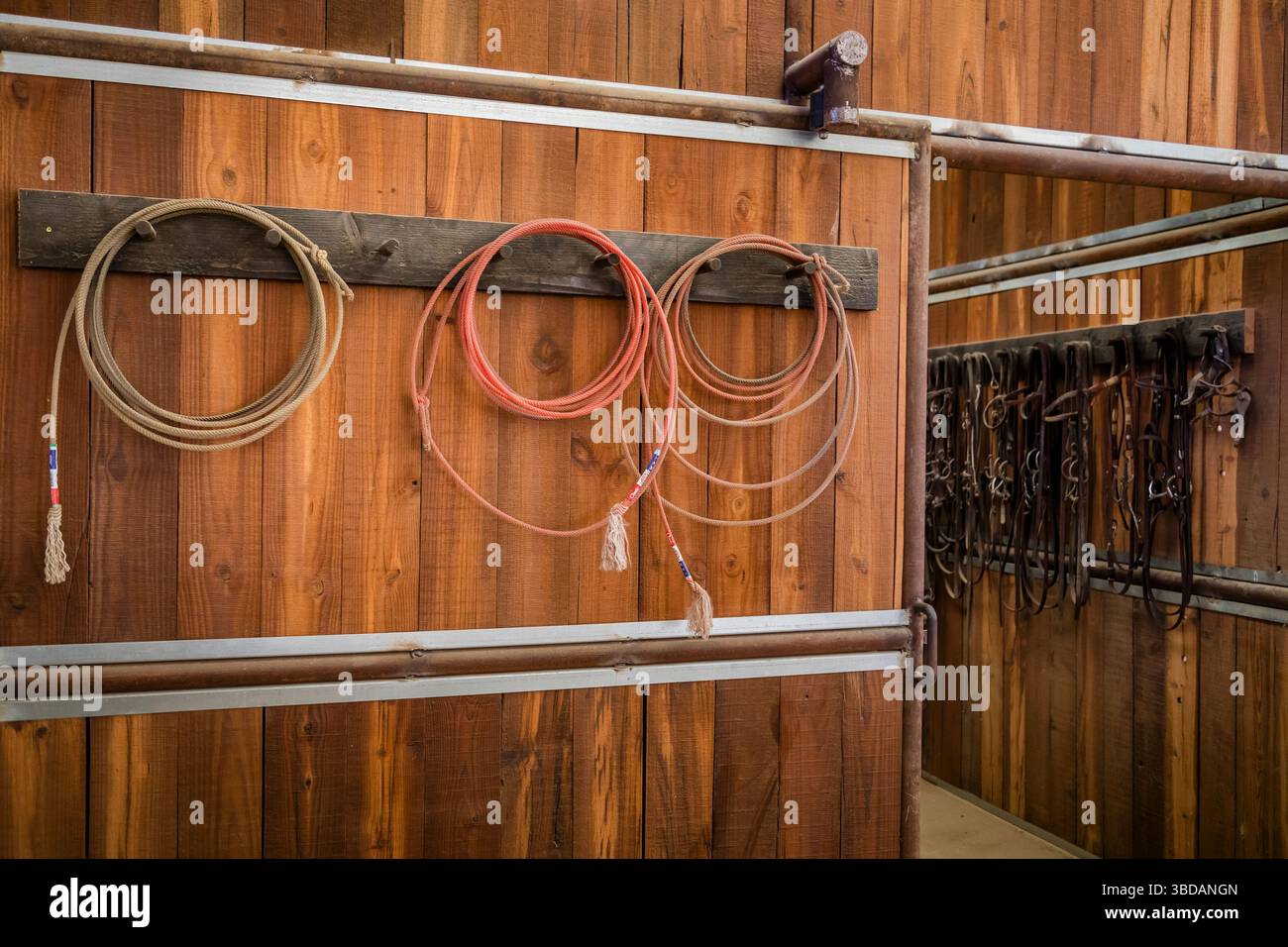 Lassos et lariats pour le cordage des bovins et des chevaux accrochés sur le mur de grange en bois pour l'équitation et l'équitation Banque D'Images