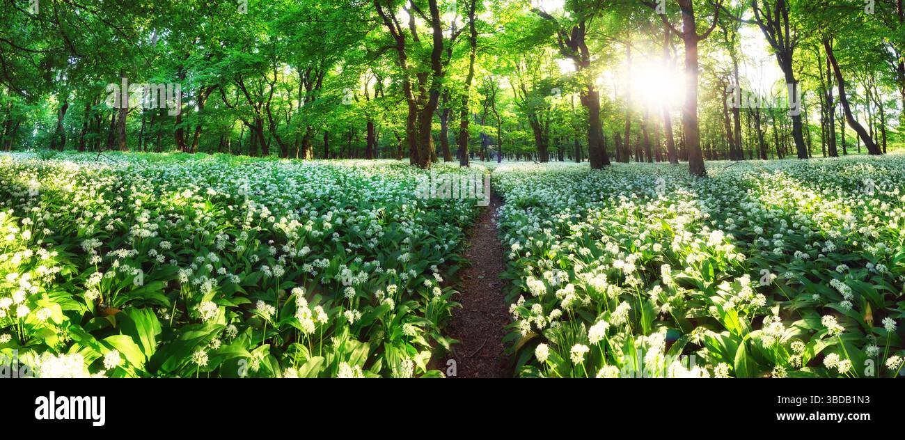 Panorama de Spring Forrest. Bois vert frais dans la forêt de Franconie, Allemagne. Ail sauvage fleuri. Banque D'Images