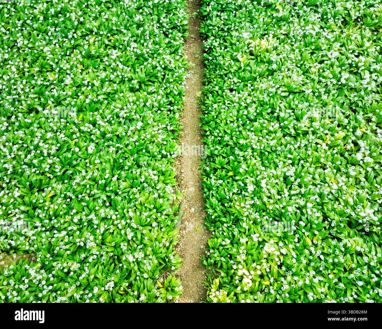 Sentier forestier couvert d'ail blanc sauvage vu d'en haut, photo abstraite Banque D'Images