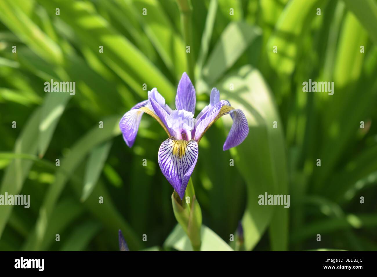Iris bleu (Iris spuria) (drapeau bleu) Banque D'Images