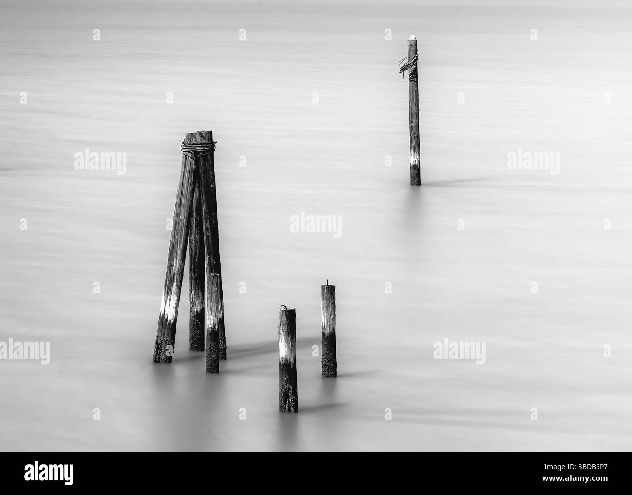 De vieux pilotis en bois émergent de l'eau dans un paysage serein et brumeux, créant un sentiment de calme et de solitude. Les tons noir et blanc soulignent le Banque D'Images