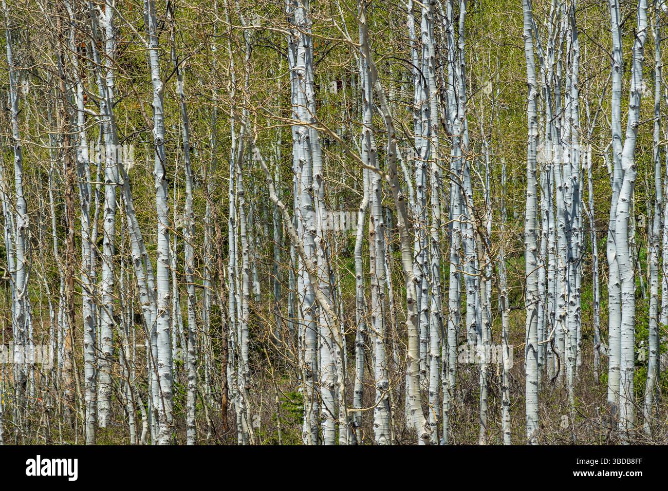 Forêt de peupliers blancs minces, Salt Lake City Utah USA Banque D'Images