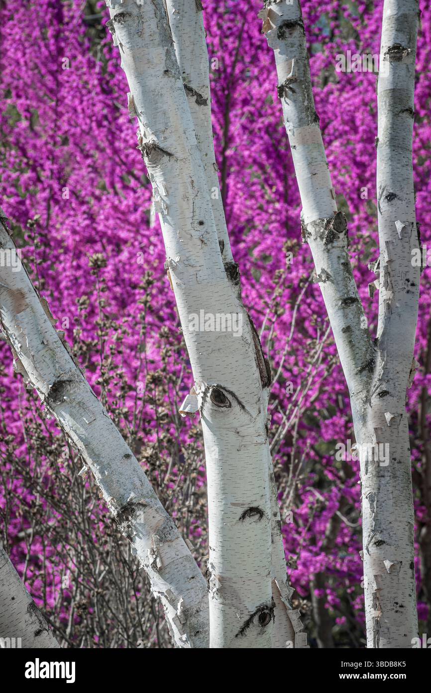 Détail de troncs d'arbre de bouleau blanc avec arbre à fleurs rose bourgeon rouge derrière, Pennsylvanie, États-Unis Banque D'Images