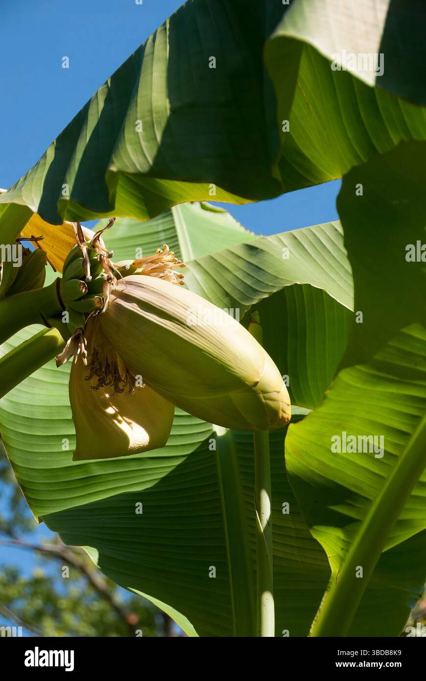Le corps fructifiant émergeant de la tige d'un Musa basjoo, une espèce de banane robuste également connue sous le nom de banane fibreuse originaire des îles Ryukyu au Japon. Banque D'Images