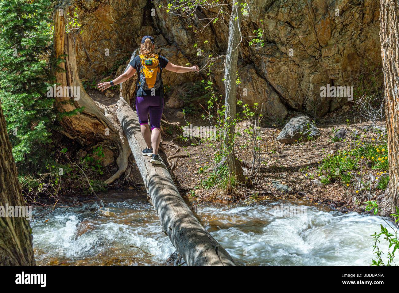 Femme traversant soigneusement un ruisseau précipité sur une bûche tombée, Twin Peaks Wilderness Area près de Salt Lake City Utah USA Banque D'Images