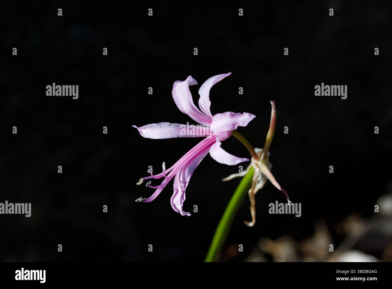 Nerine bowdenii est une plante vivace bulbeuse herbacée, avec des feuilles en forme de sangle et de grands ombres de fleurs roses ressemblant à du lis. Banque D'Images