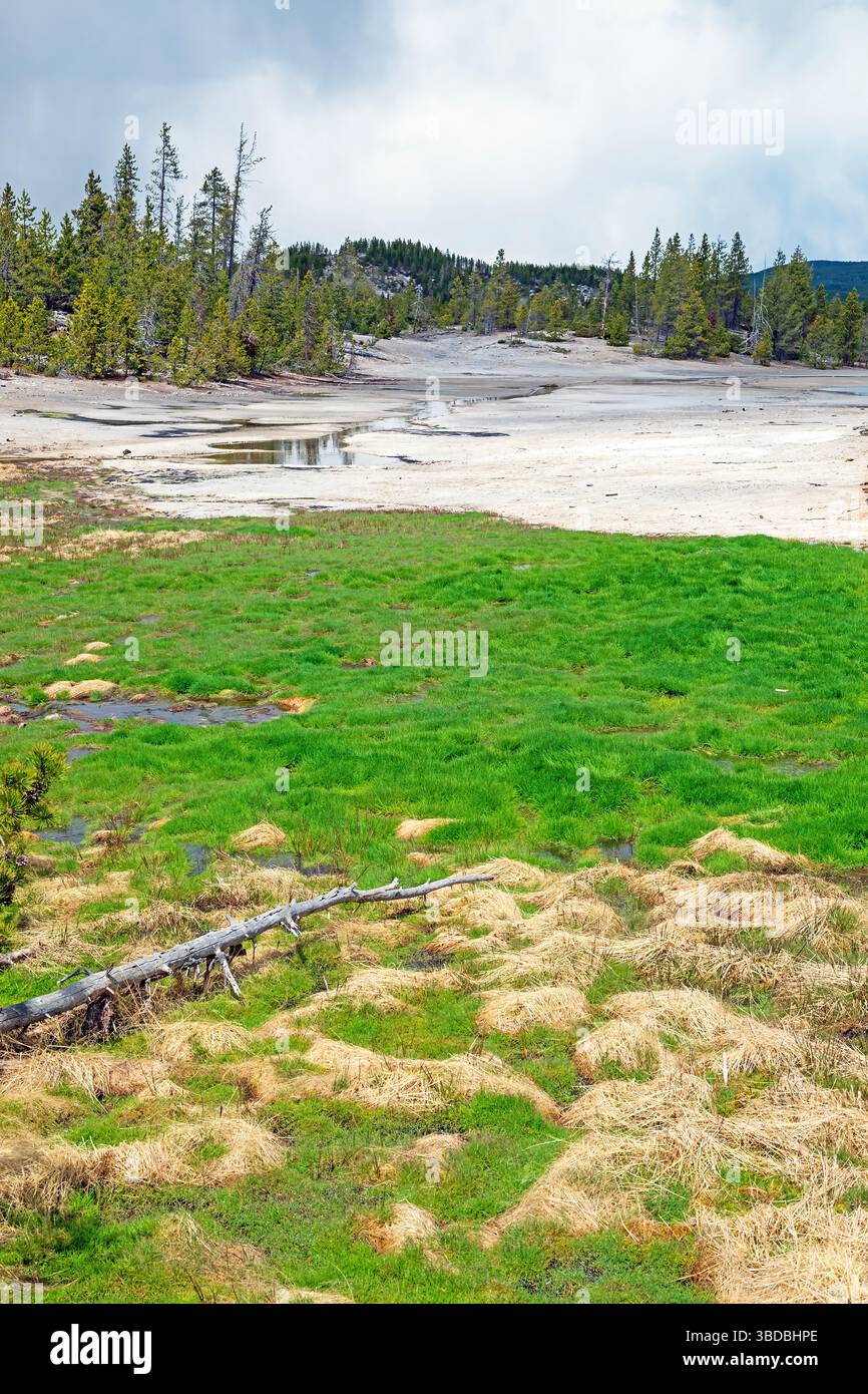 Croissance luxuriante des graminées vivant dans le ruissellement de sources chaudes dans le Norris Geyser Basin dans le parc national de Yellowstone dans le Wyoming Banque D'Images