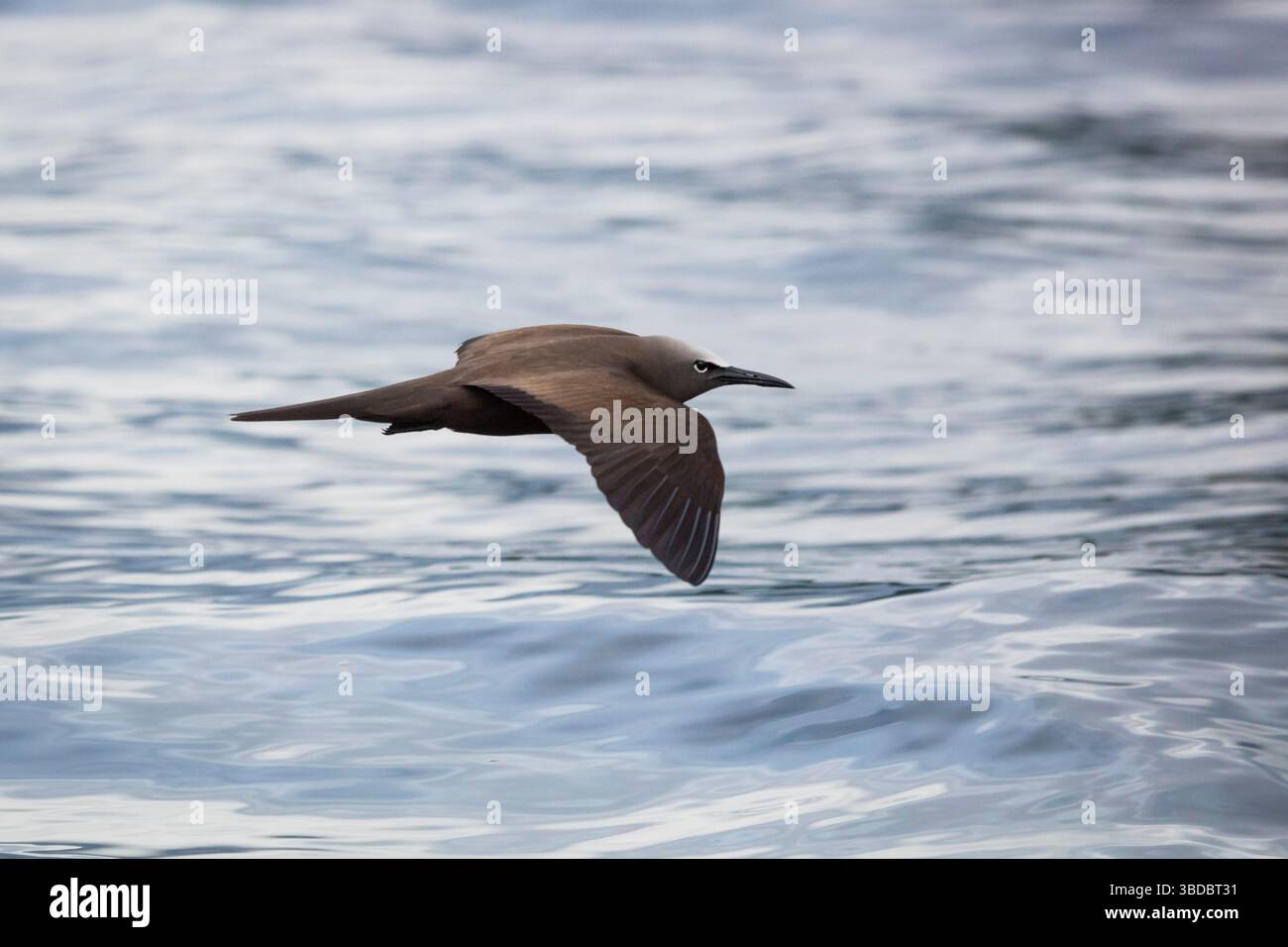 Un Noddy brun, Anous stolidus, en vol au-dessus de la mer dans le parc national de Coiba Island, mer du Pacifique, province de Veraguas, République du Panama. Banque D'Images