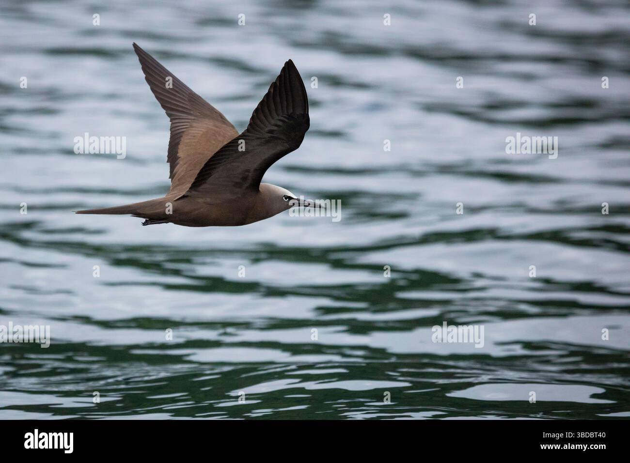 Un Noddy brun, Anous stolidus, en vol au-dessus de la mer dans le parc national de Coiba Island, mer du Pacifique, province de Veraguas, République du Panama. Banque D'Images