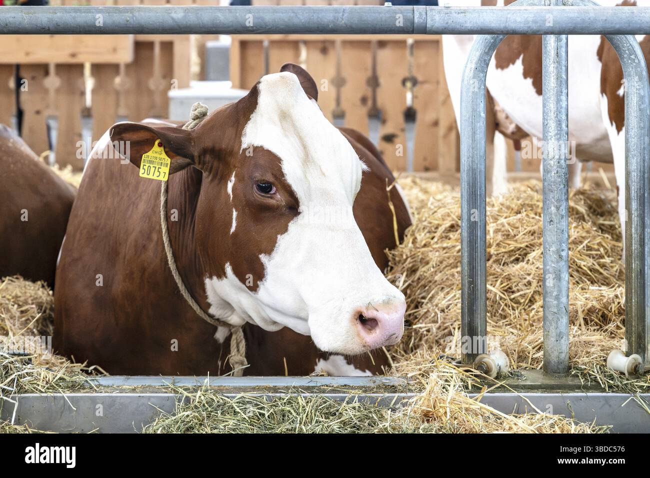 Vache laitière Suisse Fleckvieh Banque D'Images