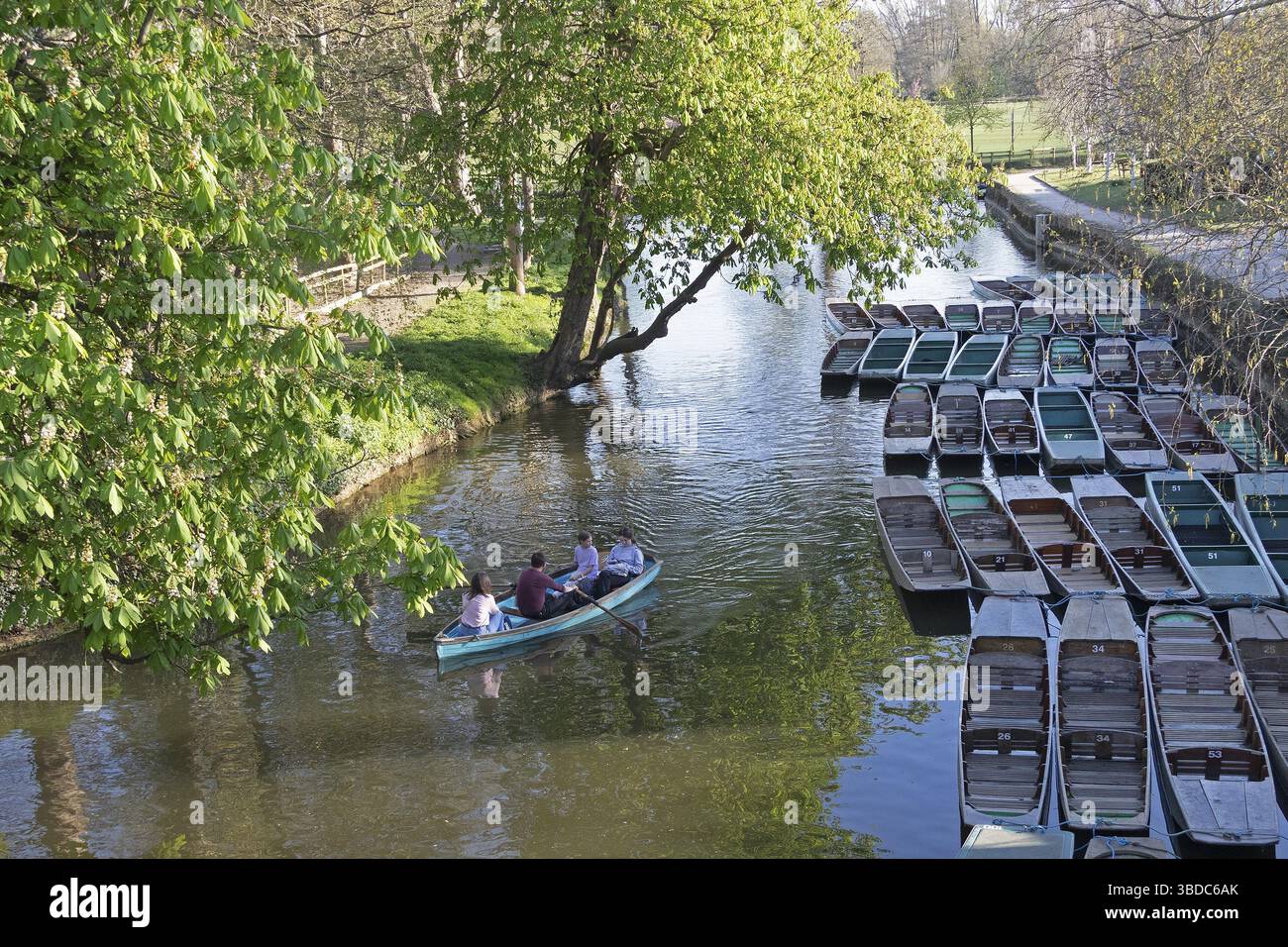 Arbre, bateaux, bateau à rames, rivière Cherwell, Oxford, Angleterre, Grande-Bretagne Banque D'Images