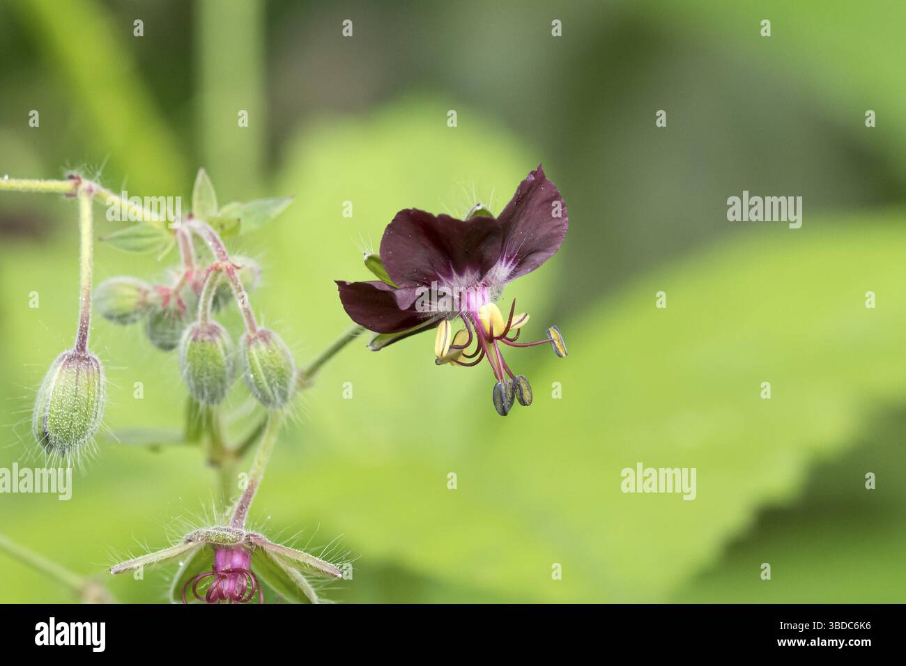 Cranesbill (Geranium phaeum), (Allium aflatunense), an den Dorfwiesen 9, République fédérale d'Allemagne Banque D'Images