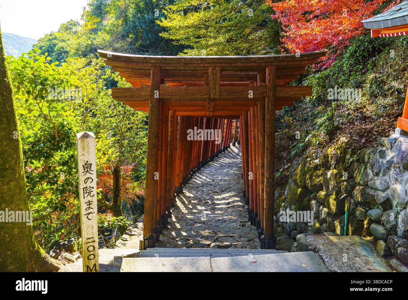 Les portes Torii bordent le chemin menant à la colline derrière le hall principal du sanctuaire Yutoku Inari Banque D'Images