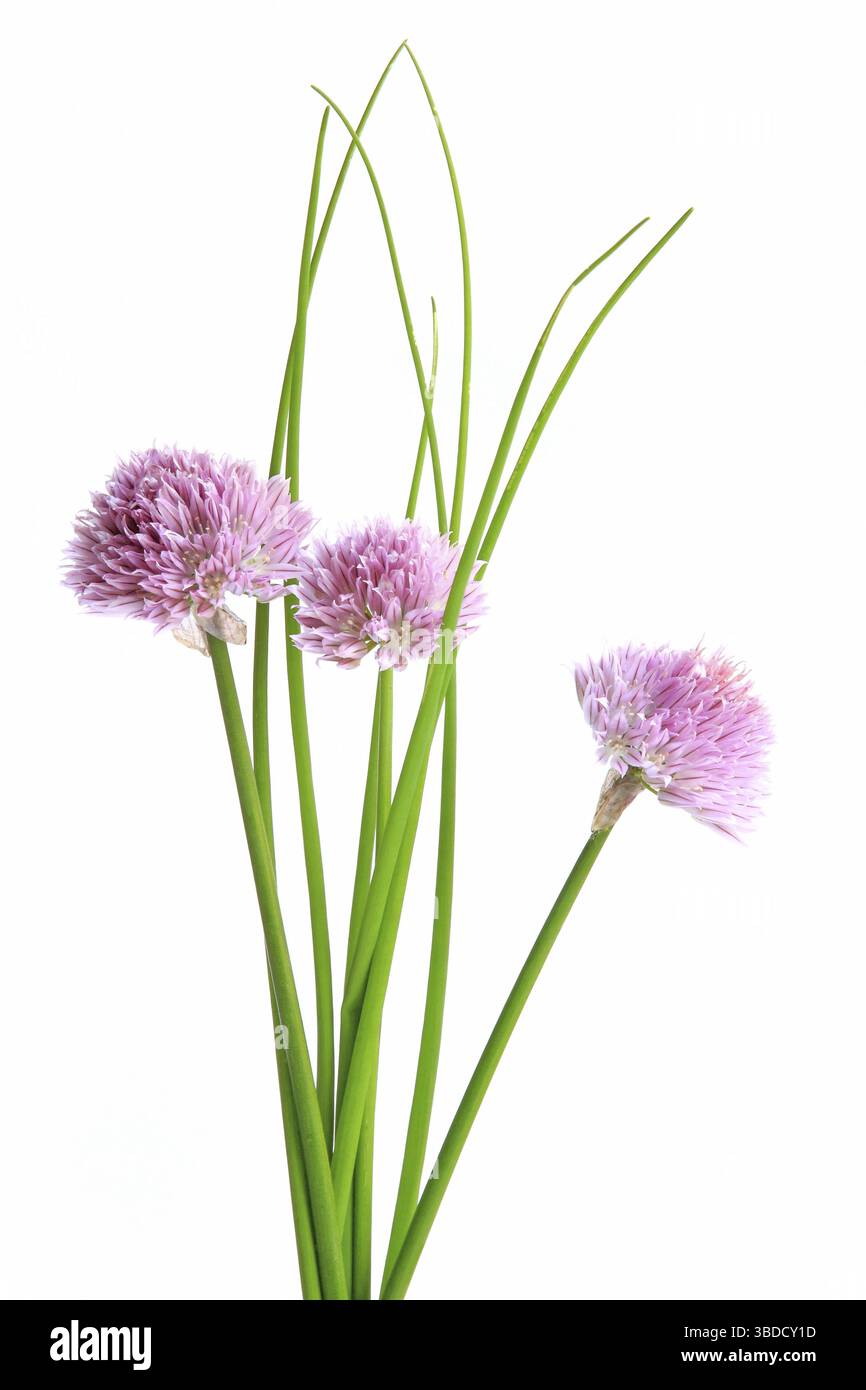 Ciboulette avec fleurs isolée devant un fond blanc (Allium schoenoprasum) ciboulette avec fleurs isolée devant un fond blanc (Allium Banque D'Images