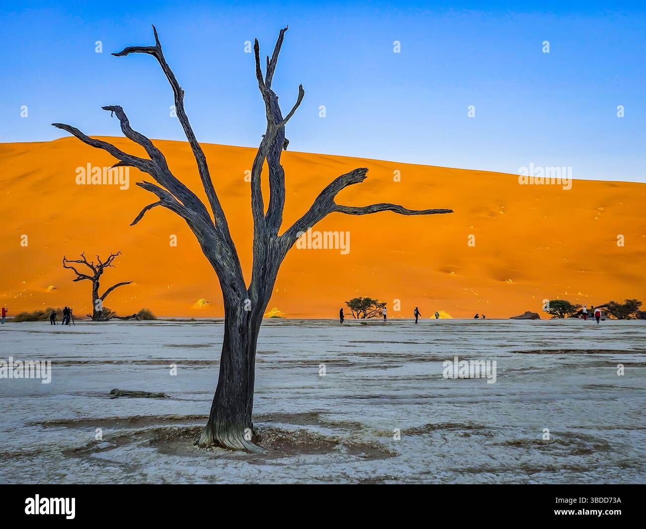 Squelette arbre à Deadvlei, Namibie, Afrique Banque D'Images