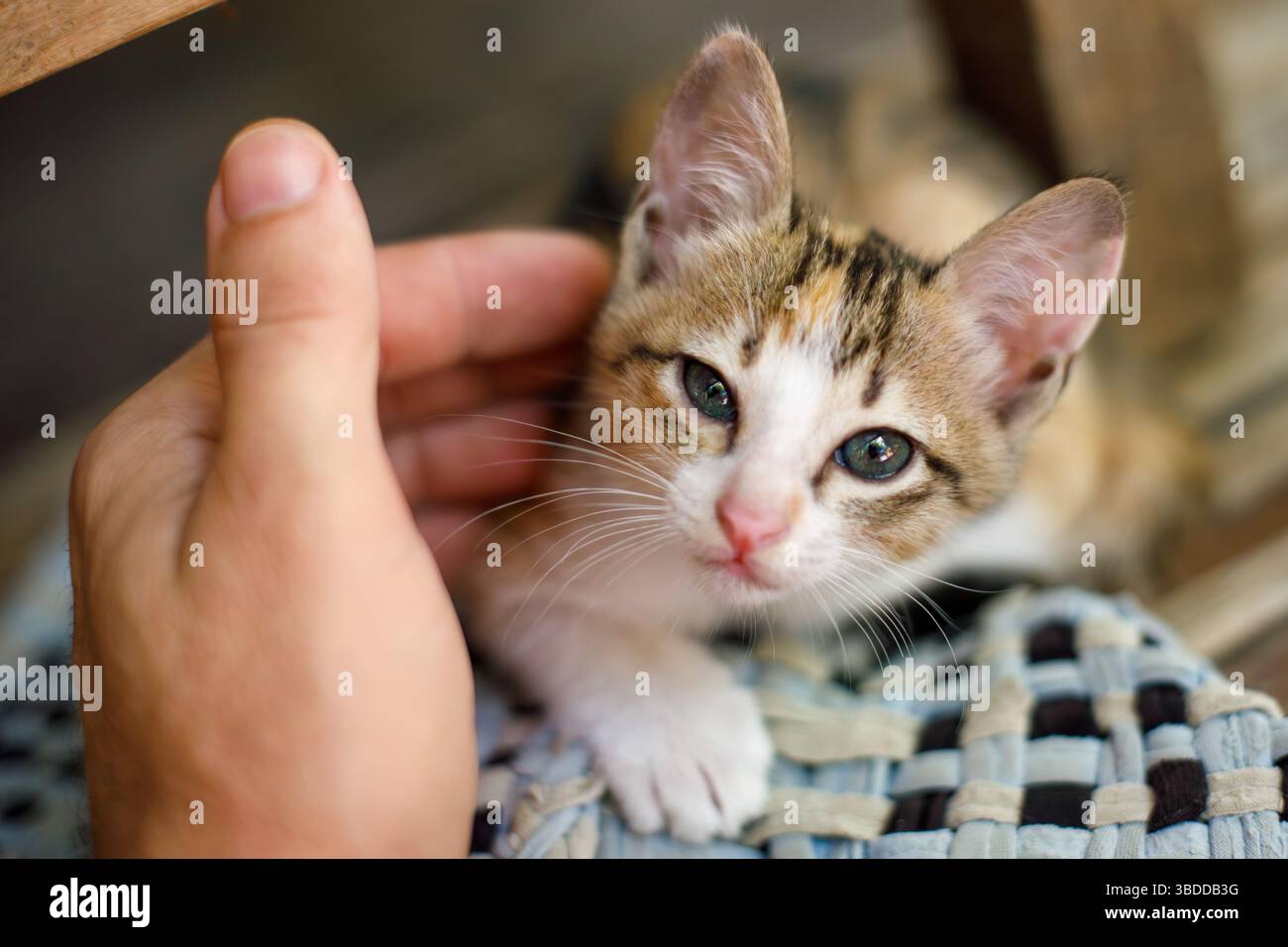 Adorable Little Kitten étant doucement caressé par un homme à main tendre dans un cadre confortable Banque D'Images