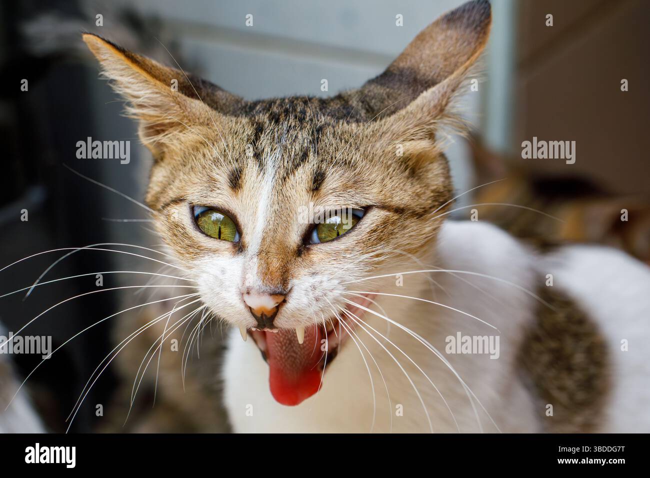 Drôle de chat Yawning pris dans une expression hilarante Banque D'Images