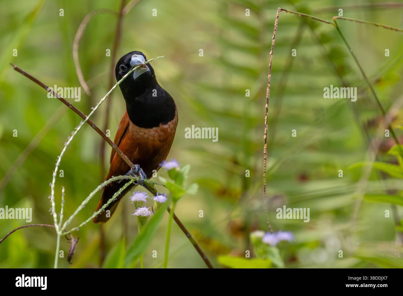 Châtaignier Munia - Lonchura atricapilla, petit oiseau perché brun et noir originaire des prairies et des champs asiatiques, Singapour. Banque D'Images