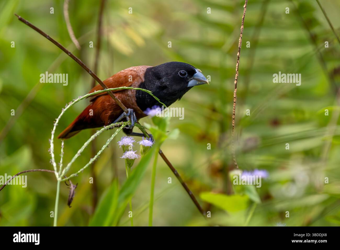 Châtaignier Munia - Lonchura atricapilla, petit oiseau perché brun et noir originaire des prairies et des champs asiatiques, Singapour. Banque D'Images