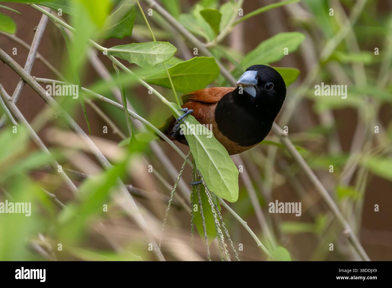 Châtaignier Munia - Lonchura atricapilla, petit oiseau perché brun et noir originaire des prairies et des champs asiatiques, Singapour. Banque D'Images