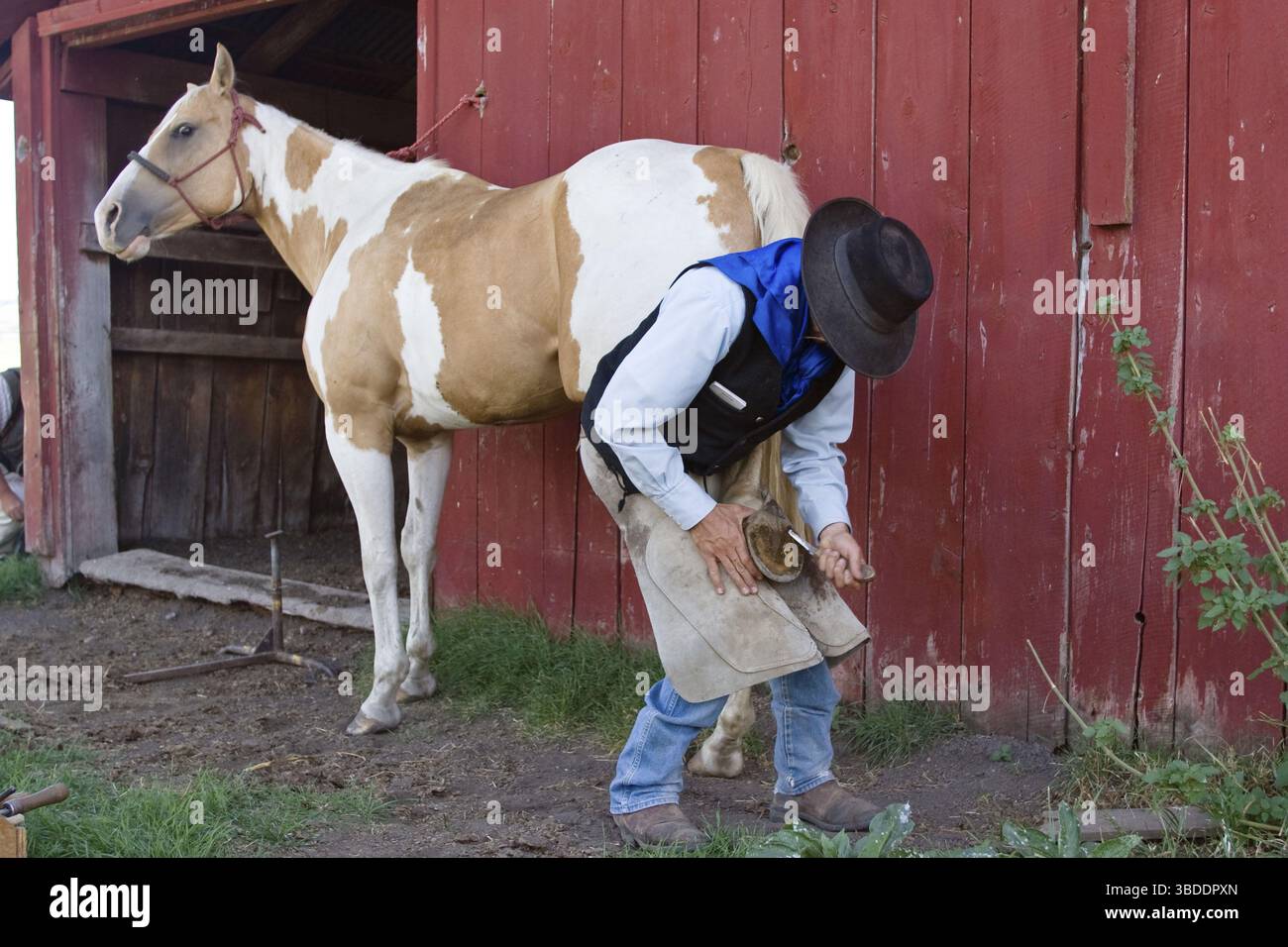 Sabotage d'un cheval, Ponderosa Ranch, Oregon, Far West, Farrier, chaussures, grattage de sabots, États-Unis Banque D'Images