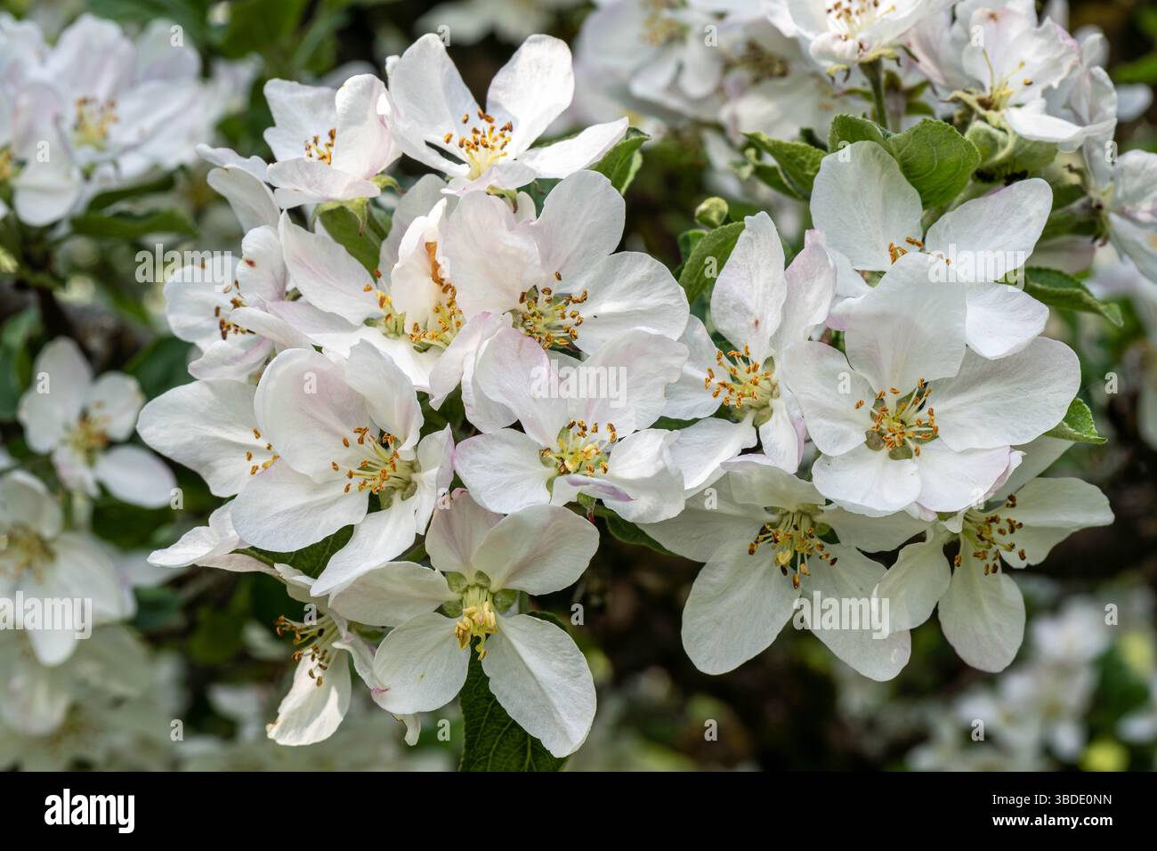 des fleurs de pomme blanches immaculées prennent vie sur une branche d'arbre, symbolisant le renouveau et l'arrivée douce du printemps dans un cadre naturel luxuriant Banque D'Images