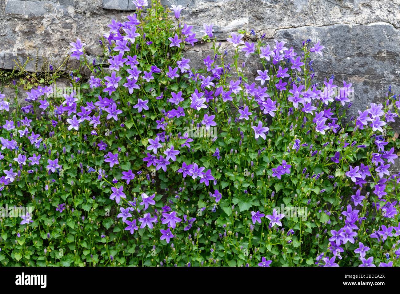 Campanula Portenschlagiana poussant et fleurissant dans un vieux mur de pierre Banque D'Images