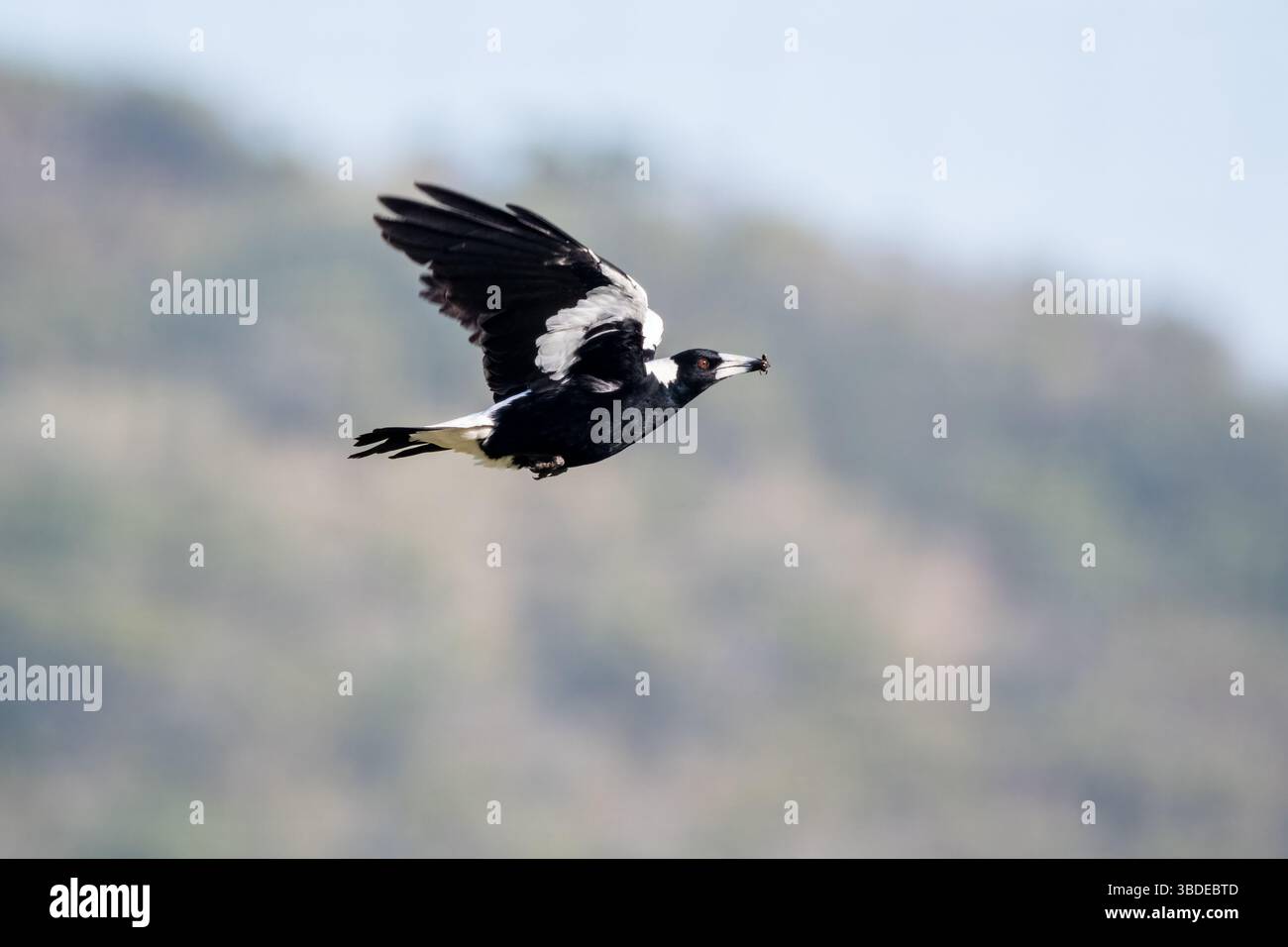 Pie australienne, Gymnorhina tibicen, Cracticus tibicen, volant avec un insecte sur sa bouche, Princetown Camping Reserve, Australie Banque D'Images