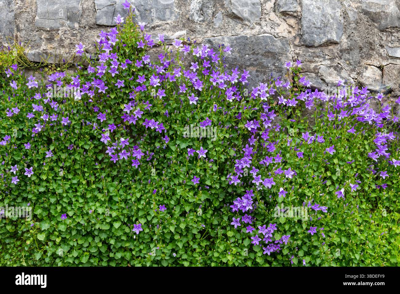 Campanula Portenschlagiana poussant et fleurissant dans un vieux mur de pierre Banque D'Images
