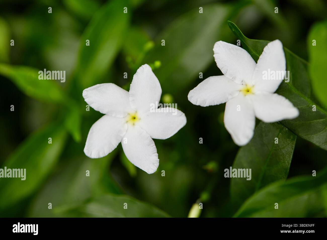Vue rapprochée de Gerdenia Crape Jasmine blanc en fleurs sur feuille verte Banque D'Images
