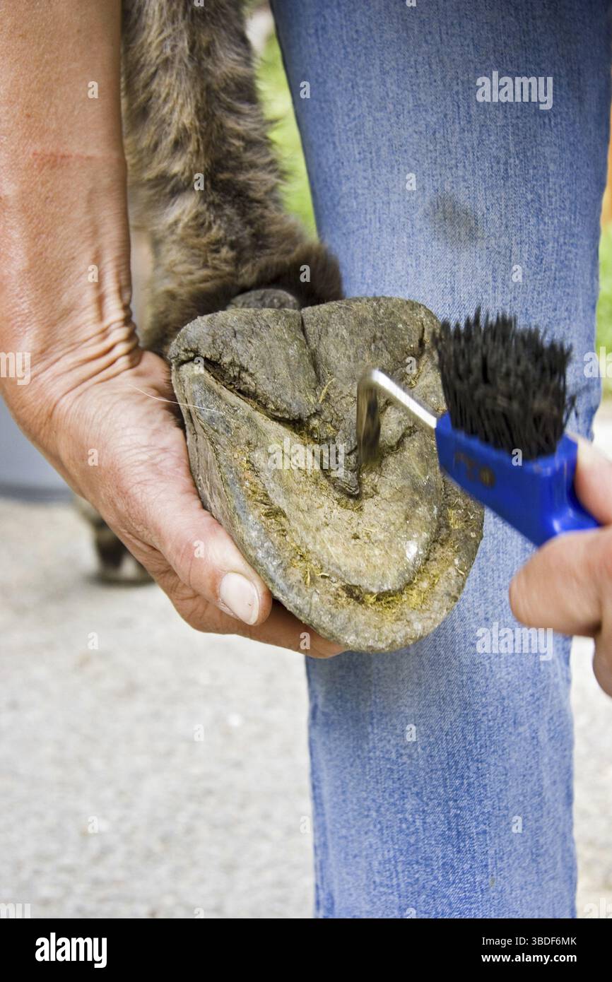 Grattage de sabot d'âne domestique, promenade d'âne dans les Cévennes, Parc National des Cévennes, promenade d'âne, âne, grattage de sabot, France Banque D'Images