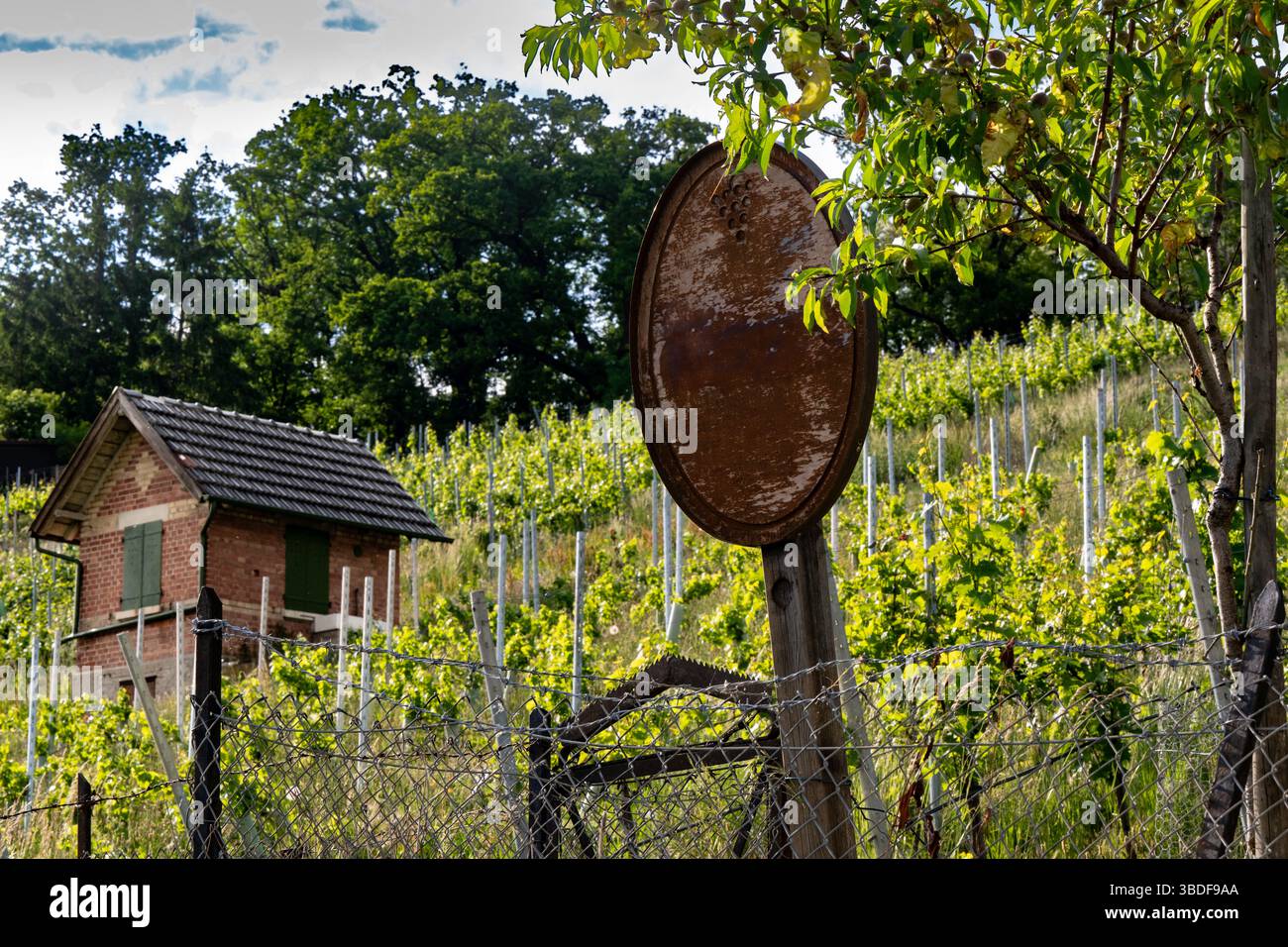 Vieux vignoble près de Stuttgart au printemps. Banque D'Images