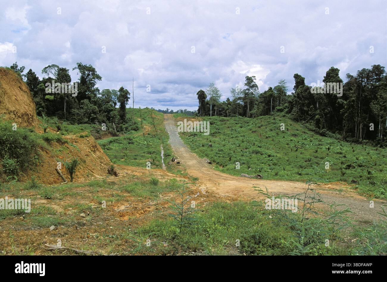Jeune plantation de palmiers à huile en face de la forêt tropicale, Sabah, Bornéo, destruction de la forêt tropicale, plantation de palmiers à huile, Indonésie Banque D'Images